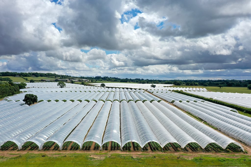 Polytunnels cover rows of crops in the UK. Supermarkets think 'harvested by hand' is a selling point. Should it be? Photograph: Christopher Furlong/Getty Images