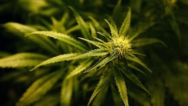 Gardaí seize over €1m worth of drugs in Co Wicklow