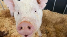 IFA ‘horrified’ that pork chops are being imported