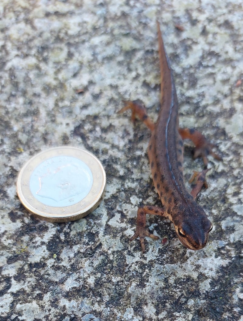 A newt near the Dodder. Photograph: Siúnanne Higgins