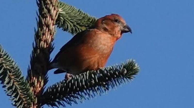 Crossbill. Photograph supplied by Martin Moloney