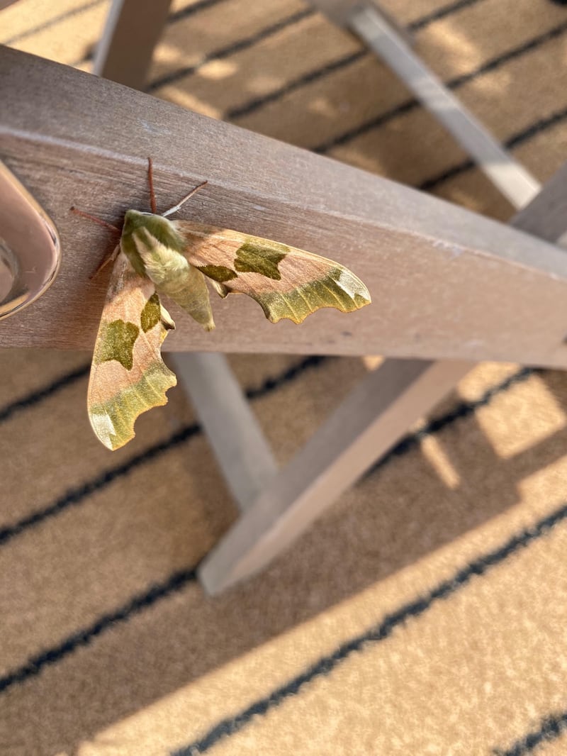 Lime hawk moth. Photograph: Marian Crean