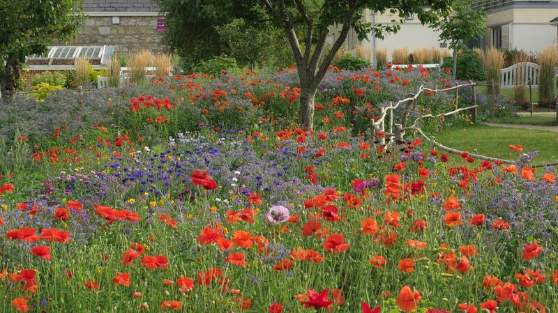 Annual pictorial meadows like this one at Airfield Gardens in Dundrum show how colour can be used in imaginative and enlivening ways in the garden Photo credit Richard Johnston