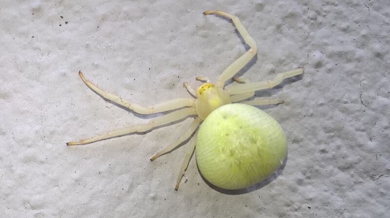 The photograph of the female crab spider sent in by Matthew Walton.