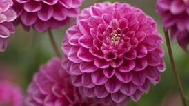 Dahlias in fashion
