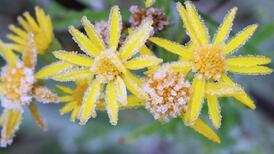 Bitterly cold nights and frosty mornings forecast for the next week