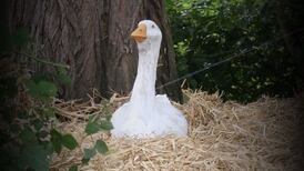 Hundreds turn out to see statue of goose who was killed by ducks