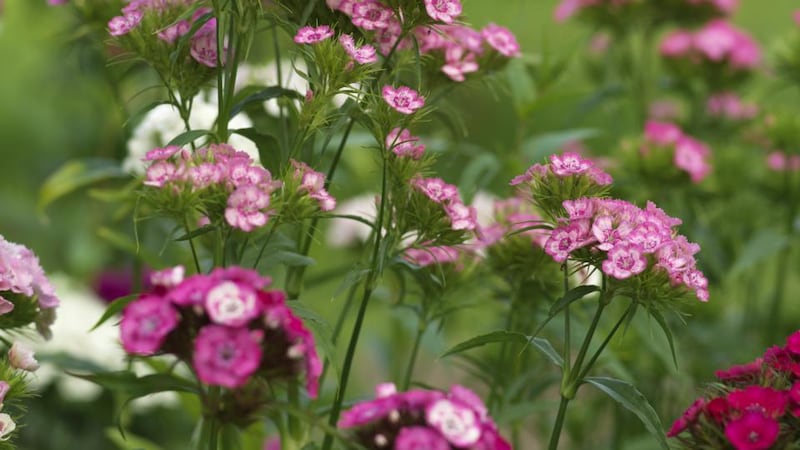 This week in the garden: sow seeds of flowering biennials and perennials such sweet William. Photograph: Richard Johnston
