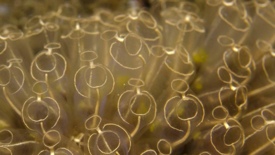 Life aquatic: light bulb sea squirts in Sligo. Photograph: Richard Thorn