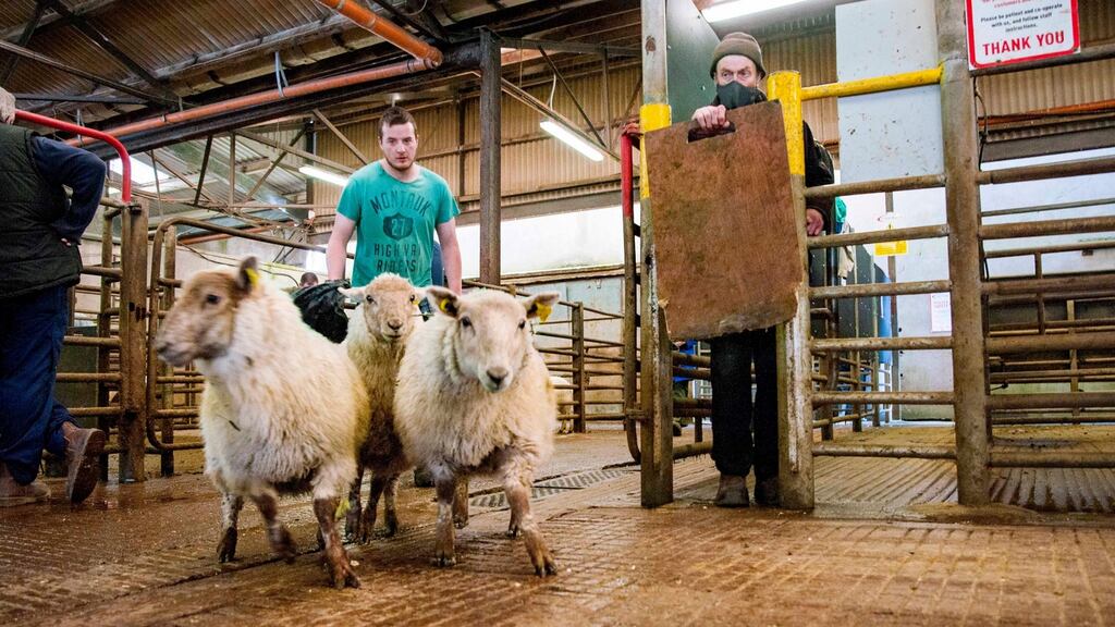 Mart staff herd sheep from an auction ring at Macroom, Co Cork. Photograph: Daragh Mc Sweeney/Provision