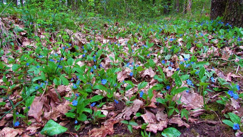 Blue creeping navelwort: all varieties of navelwort are drop-dead gorgeous. Photograph: iStock