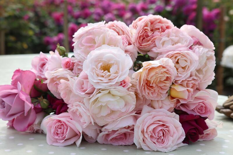A selection of Susan Lynch's roses. 'We all know the smell of a beautiful rose, but I honestly think there are younger people who don’t,' she says. Photograph: Dara Mac Dónaill