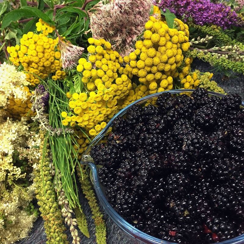 Field harvest: blackberries, tansy, weld, hemp agrimony, meadowsweet and buddleia from the Royal Canal in Dublin. Photograph: Kaethe Burt-O’Dea
