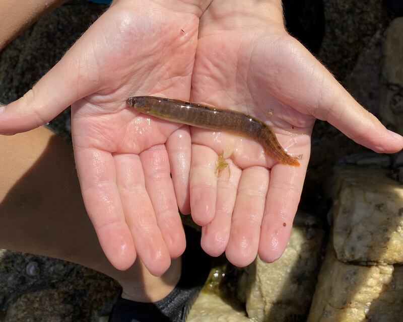 Butterfish. Photograph supplied by Conor and Caroline Corbett