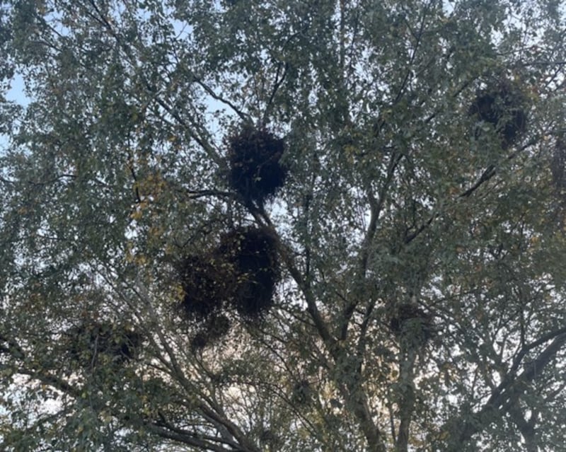 Witches' brooms. Photograph: E. Hand