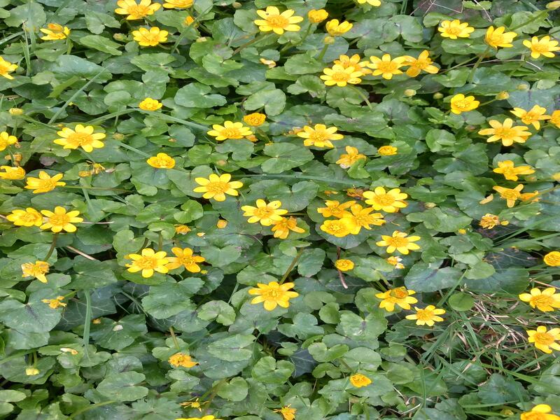 These are members of the buttercup family called Lesser Celandines. Photograph: D Coleman