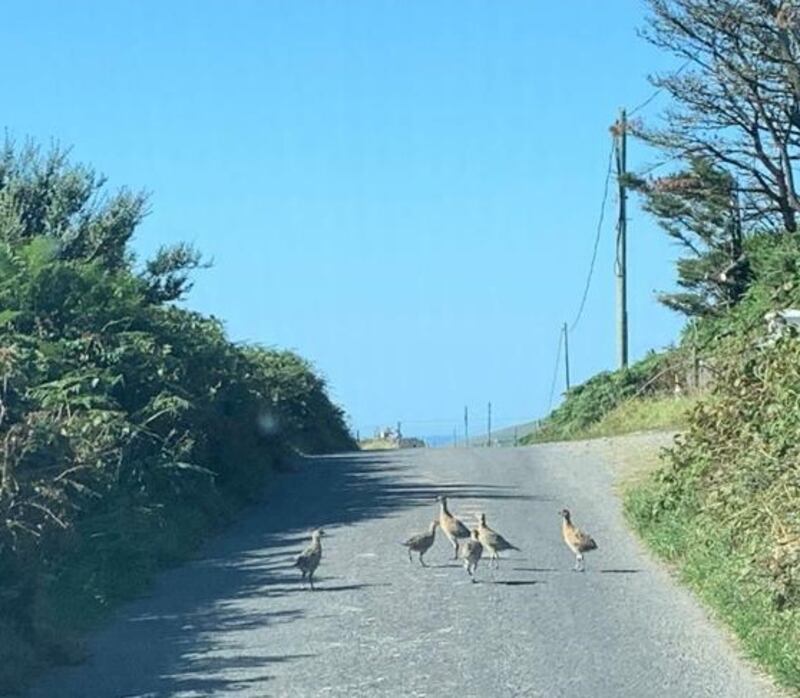 A female pheasant and family. Photograph: Sean O'Mahony
