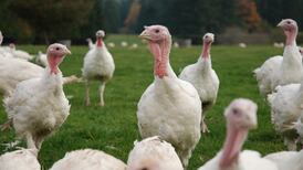 Turkeys culled on Wicklow farm following bird flu outbreak