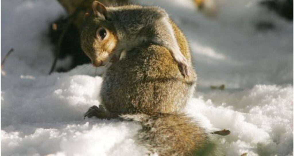 Temperatures over the next 24 hours are set to drop but the likelihood of snow is limited in most parts.