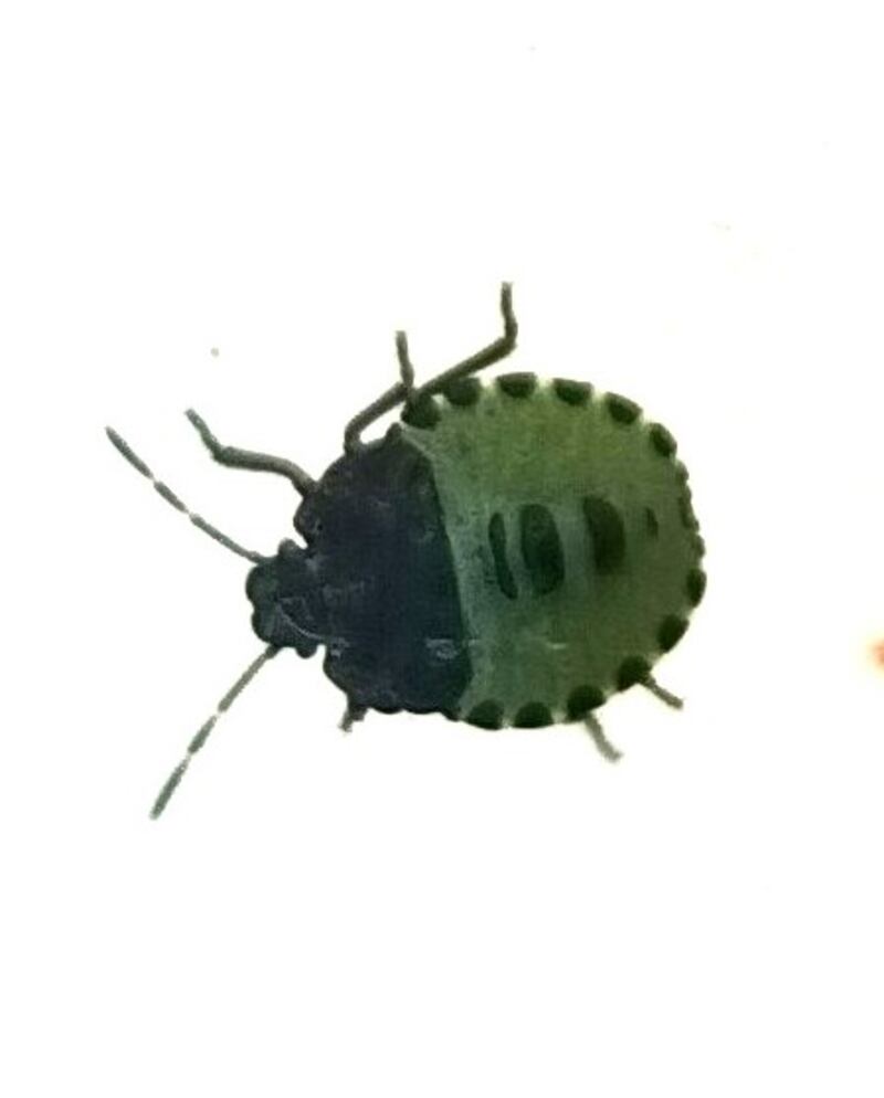 Juvenile green shield bug. Photograph: Conor Delahunty
