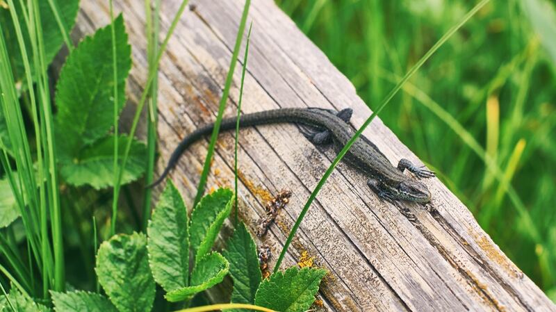 The Viviparous lizard is Ireland’s only native lizard species. File photograph.