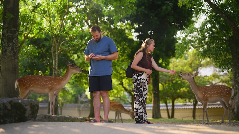 Takaichi berated foreign tourists for allegedly kicking deer in her Nara constituency. Photograph: Getty Images