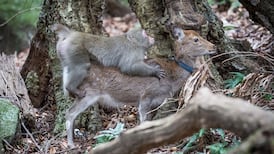 Scientists observe rare case of inter-species mating