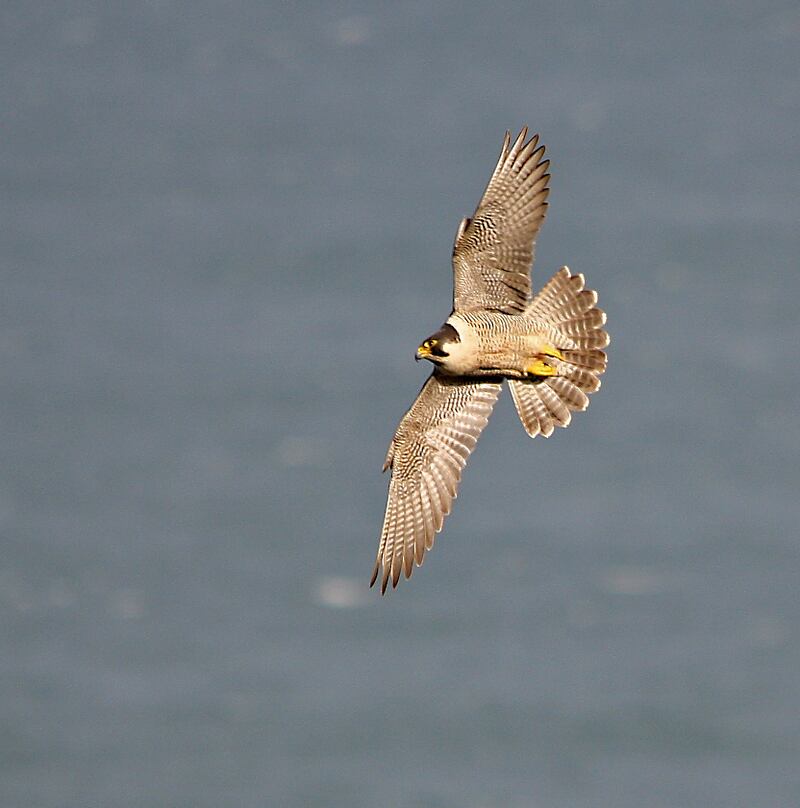 Peregrine falcon: they hunt doves and pigeons, which has brought them into conflict with racing-pigeon owners. Photograph: Neil O’Reilly