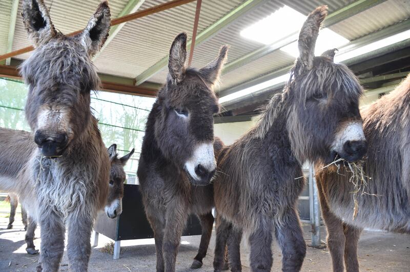 Donkey Sanctuary Ireland at Hannigan’s farm in Liscarroll, Co. Cork. Photograph: Michael Mac Sweeney/Provision