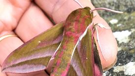 What’s this pretty moth with the long snout? Readers’ nature queries