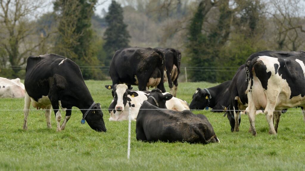 The European Commission says dairy sector growth “has had very substantial implications for agricultural greenhouse gas emissions, for quality of air, water and soil, and for biodiversity”.  Photograph: Alan Betson