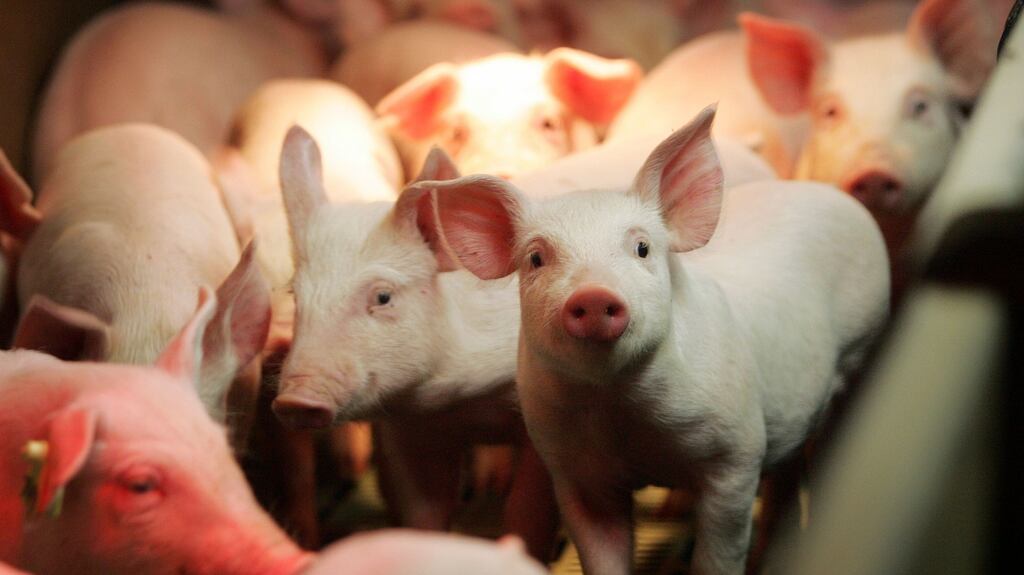 Pigs on a commercial pig farm, in Broadford, Co. Meath. File photograph: Alan Betson