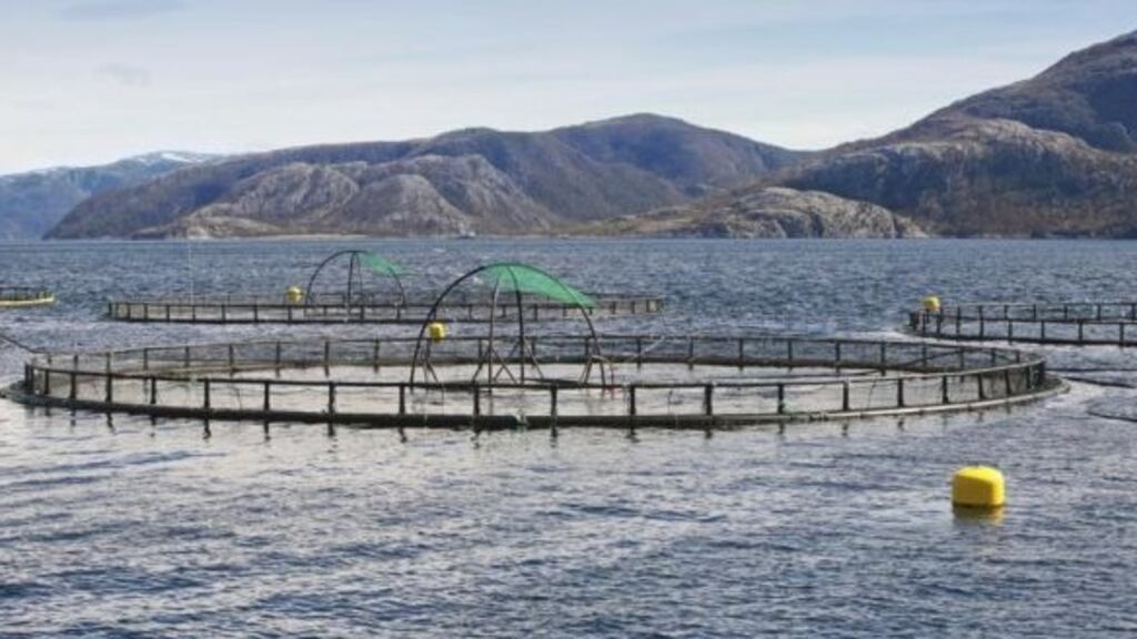 A fish farm with round cages for salmon growing.