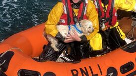 Dunmore East RNLI rescues ‘shivering’ dog after 30m cliff fall