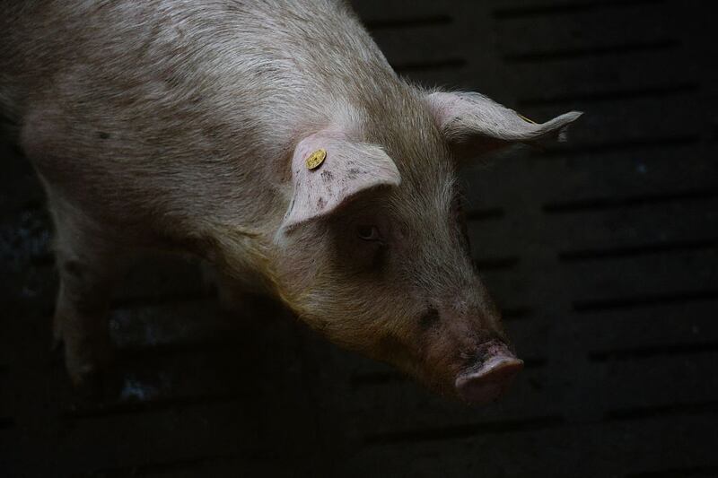 The pigs treated with OrganEx jerked their heads when the researchers injected an iodine contrast solution for imaging. Photograph: Josep Lago/Getty Images