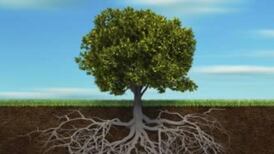 John Grenham: Irish Roots