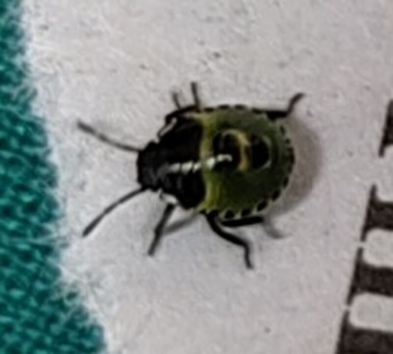 Second instar stage of the green shield bug. Photograph: Jane Jackson