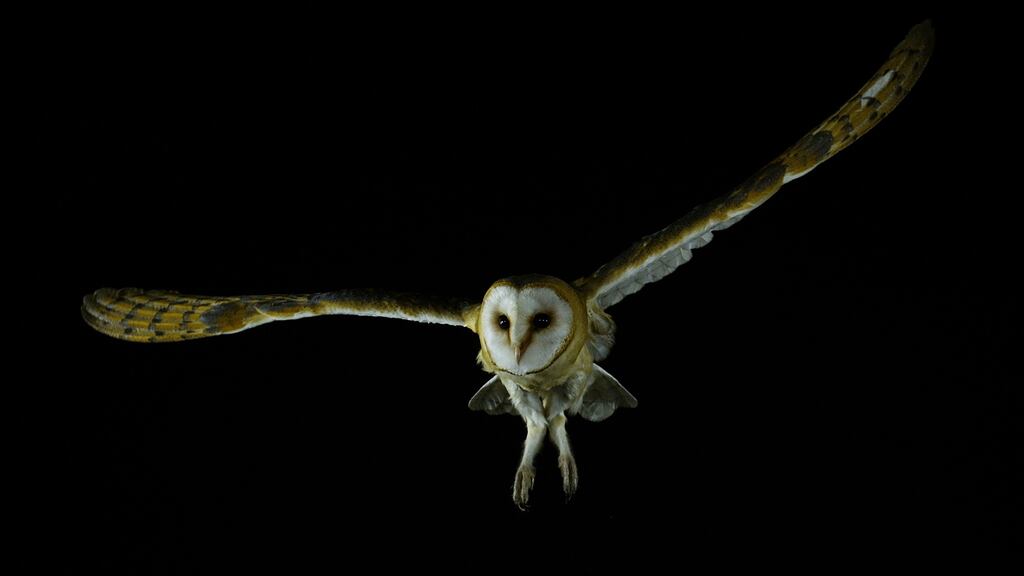 There’s a familiar face back on The Late Late Show with the return of the iconic flying owl, as well as the original theme music from the era of the show’s original master, Gay Byrne.