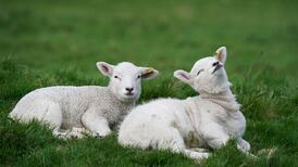 Why the lamb you bought  for Easter is probably not spring lamb