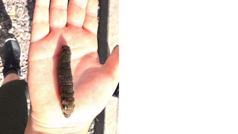 A caterpillar of an elephant hawk moth