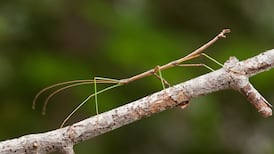 Bugs can be beautiful – the not-so-ugly truth