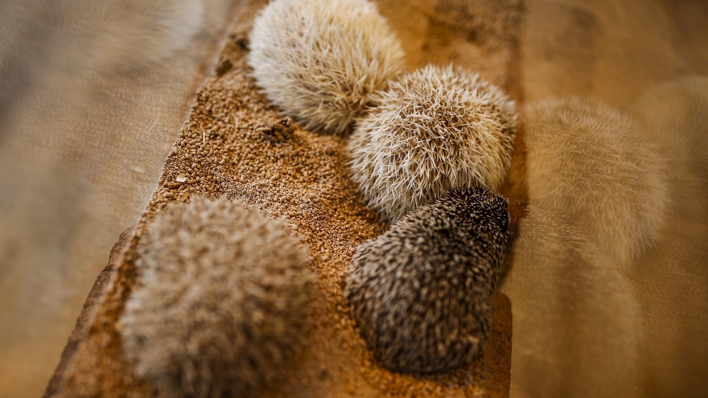 Hedgehogs sit in a glass enclosure at the Harry hedgehog cafe in Tokyo. Photograph: Thomas Peter/Reuters