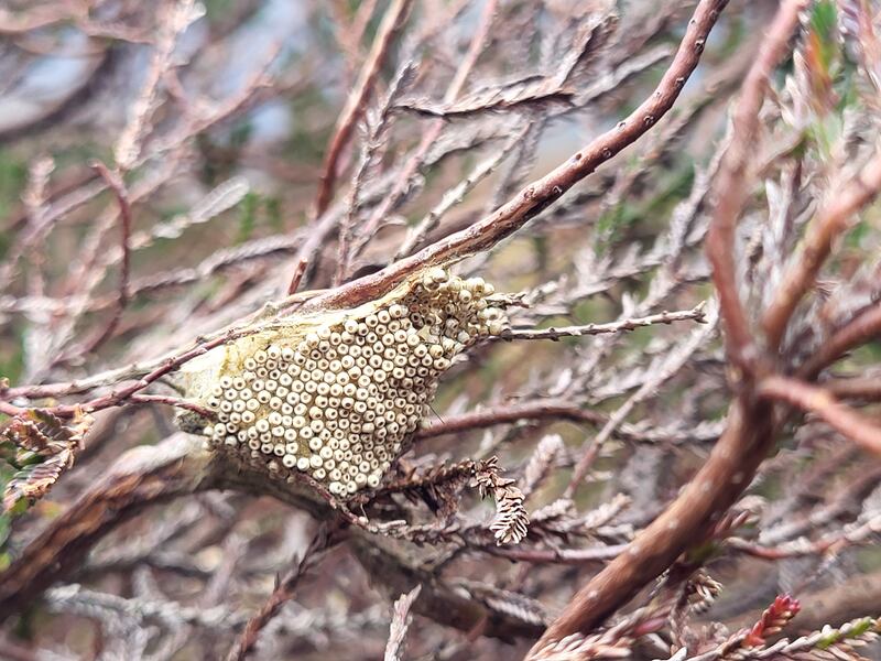 Eggs of the vapourer moth. Photograph supplied by Sarah Farrell