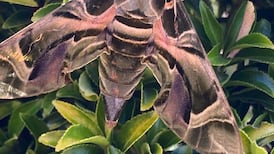 There have only been seven Irish records of this huge moth, the last in 1997