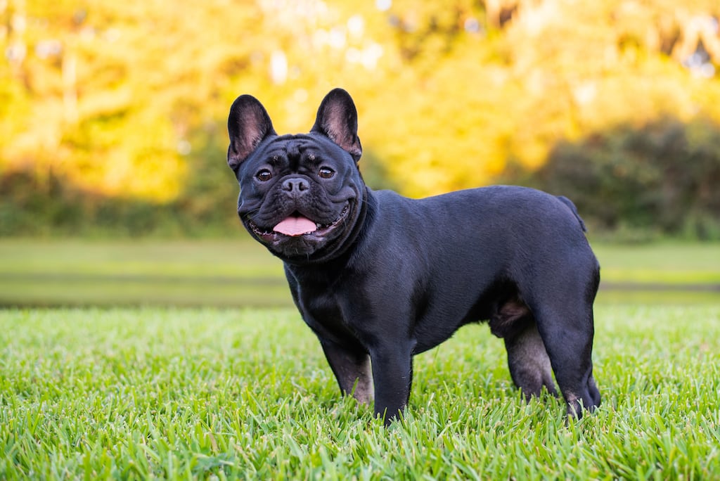 The child suffered severe facial injuries in an attack by a French Bulldog. Photograph: iStock