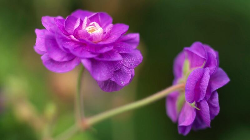 Perennial geraniums or cranesbills come in a wide variety of colours and sizes. Photograph: Richard Johnston
