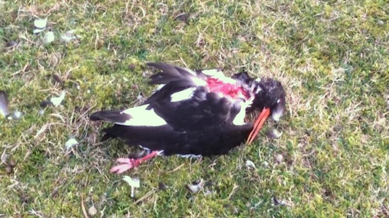 The attacked oystercatcher