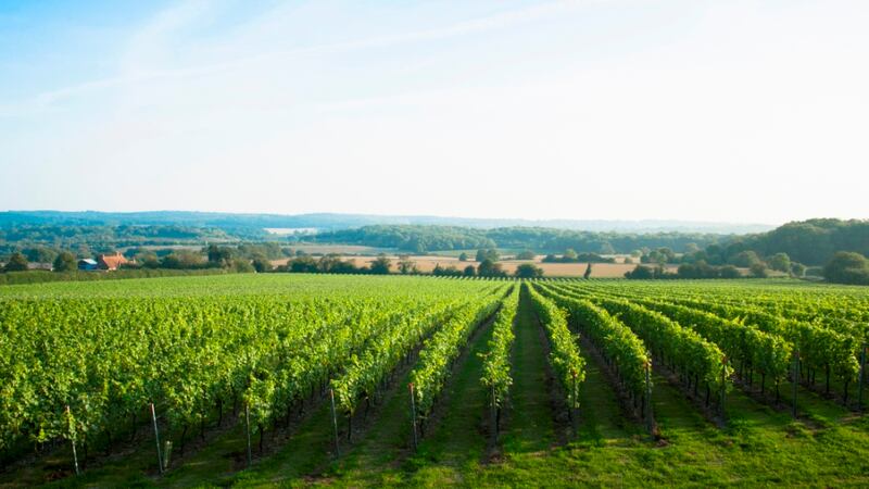 This unoaked ‘young’ wine has forward floral aromas and delicious pure damson fruits. It packs a fair punch too, coming in at 14.5%