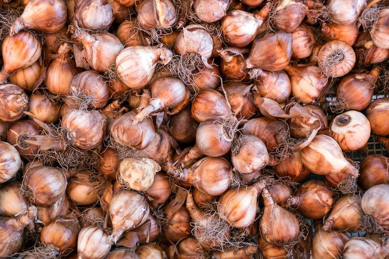 Daffodils (narcissus) greatly benefit from being planted in September