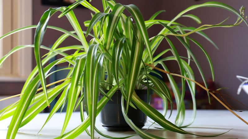 ‘It’s impossible to kill a spider plant’ – or is it? Photograph: Crispin Rodwell